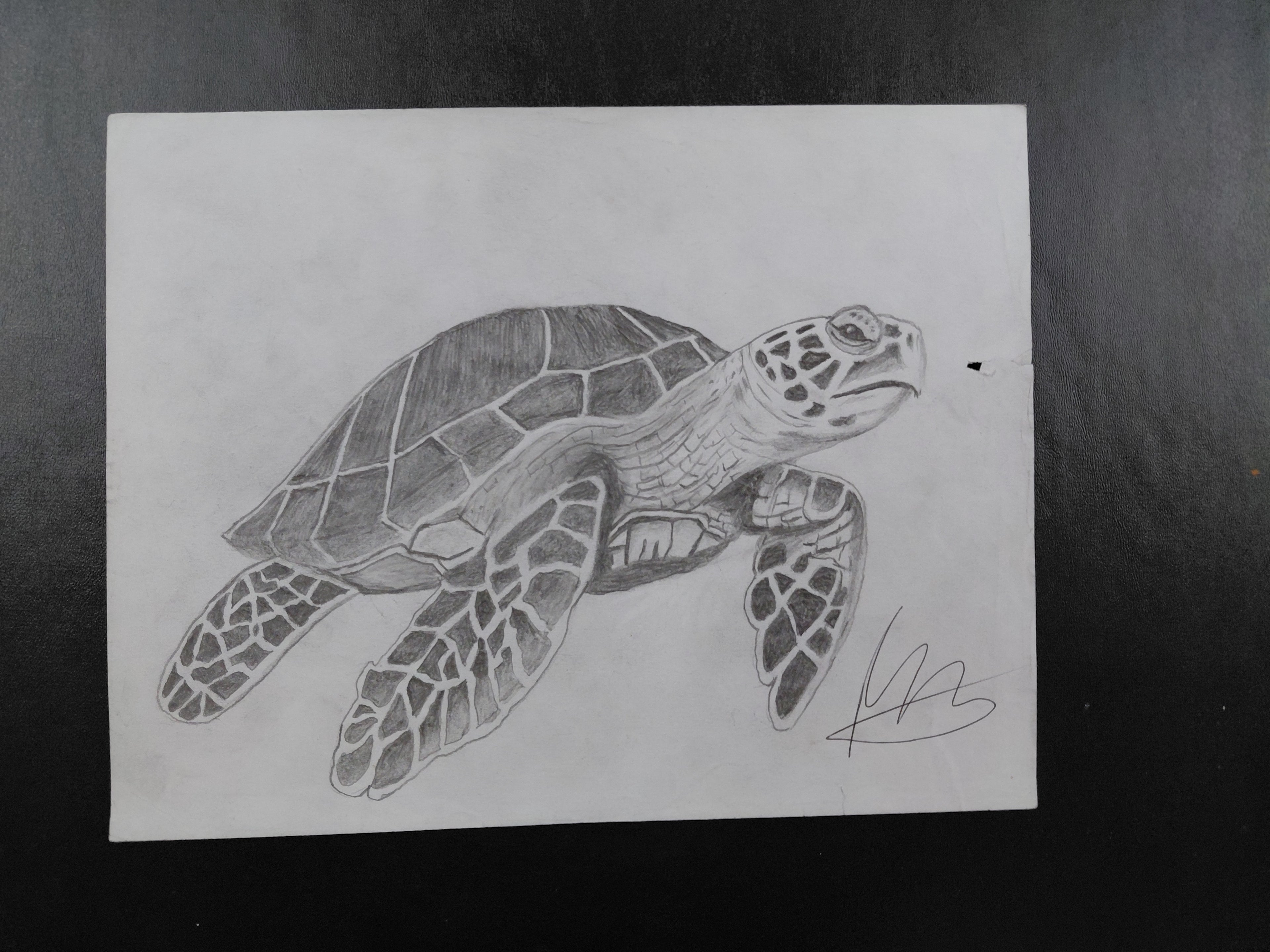 Sea Turtle